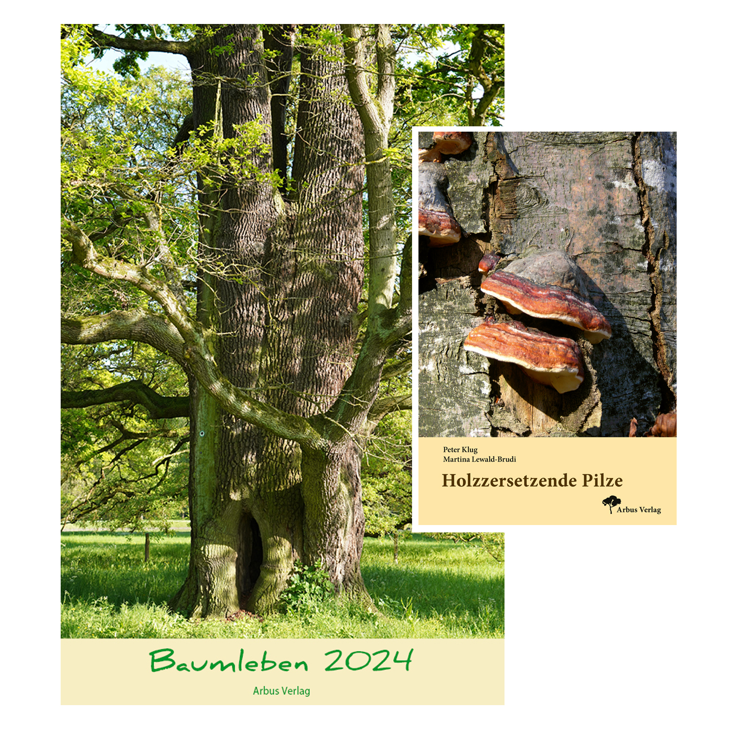 Kombi Kalender Baumleben 2024 + Buch Holzzersetzende Pilze