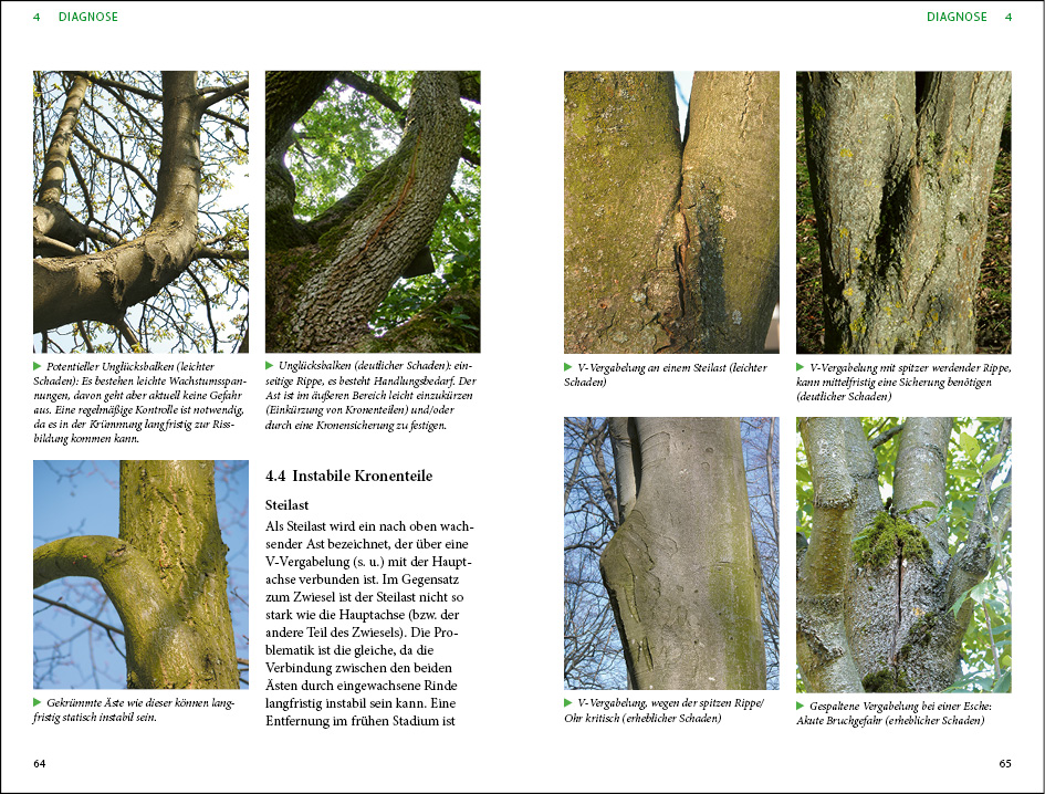 Praxis Baumpflege - Kronenschnitt an Bäumen
